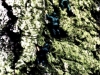 jccc-vertpix4