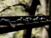 jccc_horpix3