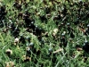 jccc_horpix5
