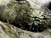 jccc_horpix6